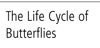 Life Cycle of Butterflies