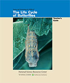 The Life Cycle of Butterflies